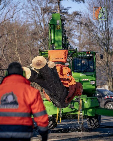 Baumfällung einer Buche in Rossau für die Gemeindeverwaltung
