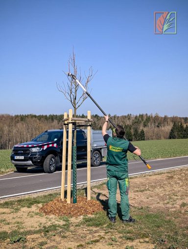 Formschnitt an einem Baum zur Verkehrssicherung in Rosswein