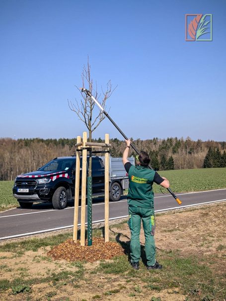 Formschnitt an einem Baum zur Verkehrssicherung in Rosswein mit Baumpflege