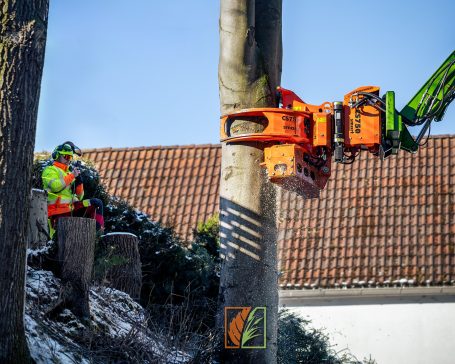 Sägearbeiten bei einer Kranfällung in Großschrima bei einer Baumfällung