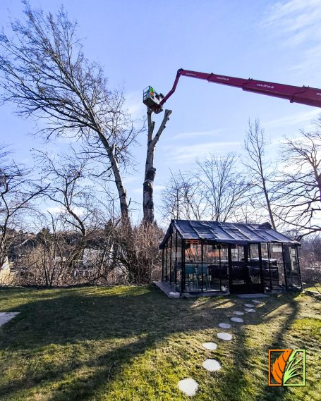 Baumfällung mit einer Hubarbeitsbühne in Striegistal per Baumabtragung