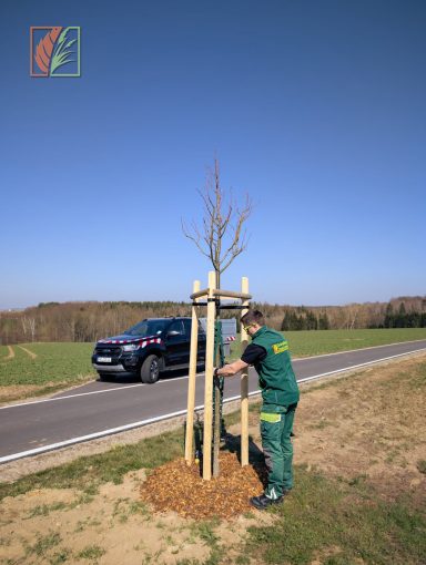 Baumpflanzung eines Straßenbaumes mit Verbissschutz im Landkreis Mittelsachsen