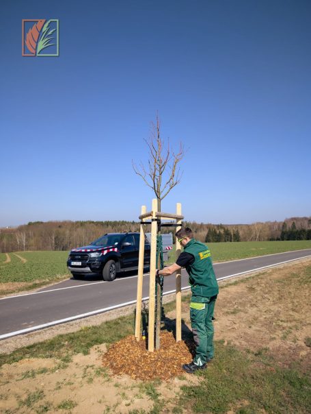 Baumpflanzung eines Straßenbaumes mit Verbissschutz im Landkreis Mittelsachsen nach erfolgter Kronenreduzierung
