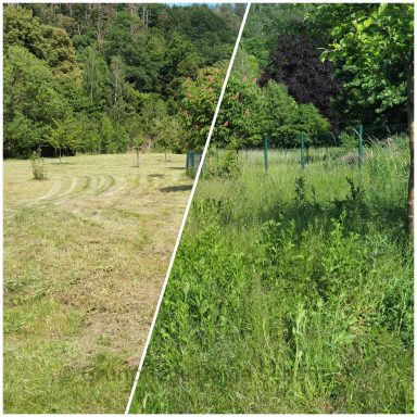 Spezialfällung Gefahrenbaumfällung Gartenpflege Neupflanzung Chemnitz Mittelsachsen