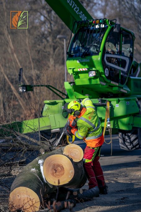 Aufarbeitung von Baumstämmen zu Brennholz in Döbeln nach einer Baumfällung