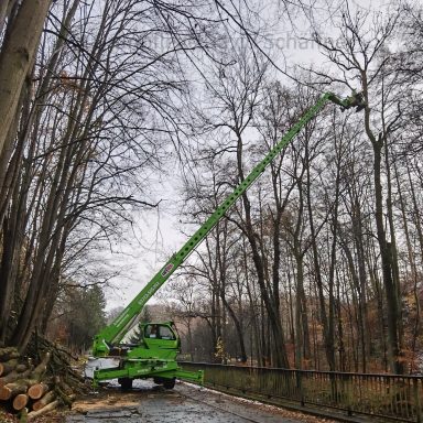 Baumarbeiten und Kronenreduzierung zur Verkehrssicherung in Waldheim
