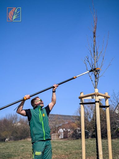 Frühjahrsschnitt an einem Laubbaum nach Neupflanzung in Striegistal