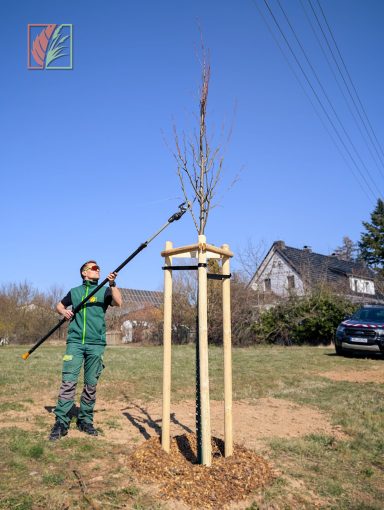 Pflanzschnitt an einem gepflanzten Baum in Hainichen