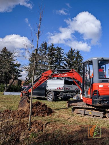 Neupflanzung von Bäumen mittels Bagger für die Gemeinde Striegistal